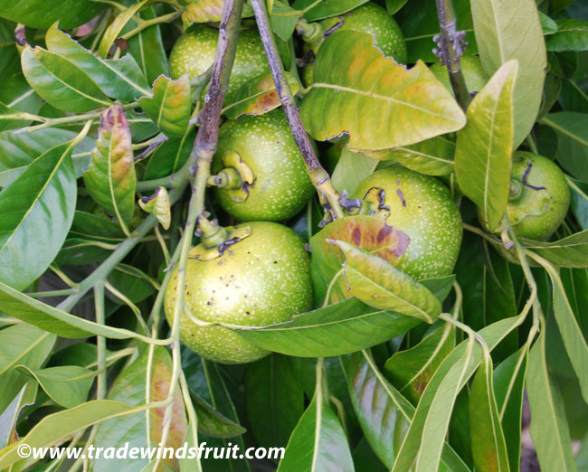 ساپوت سیاه  - معرفی درختان میوه